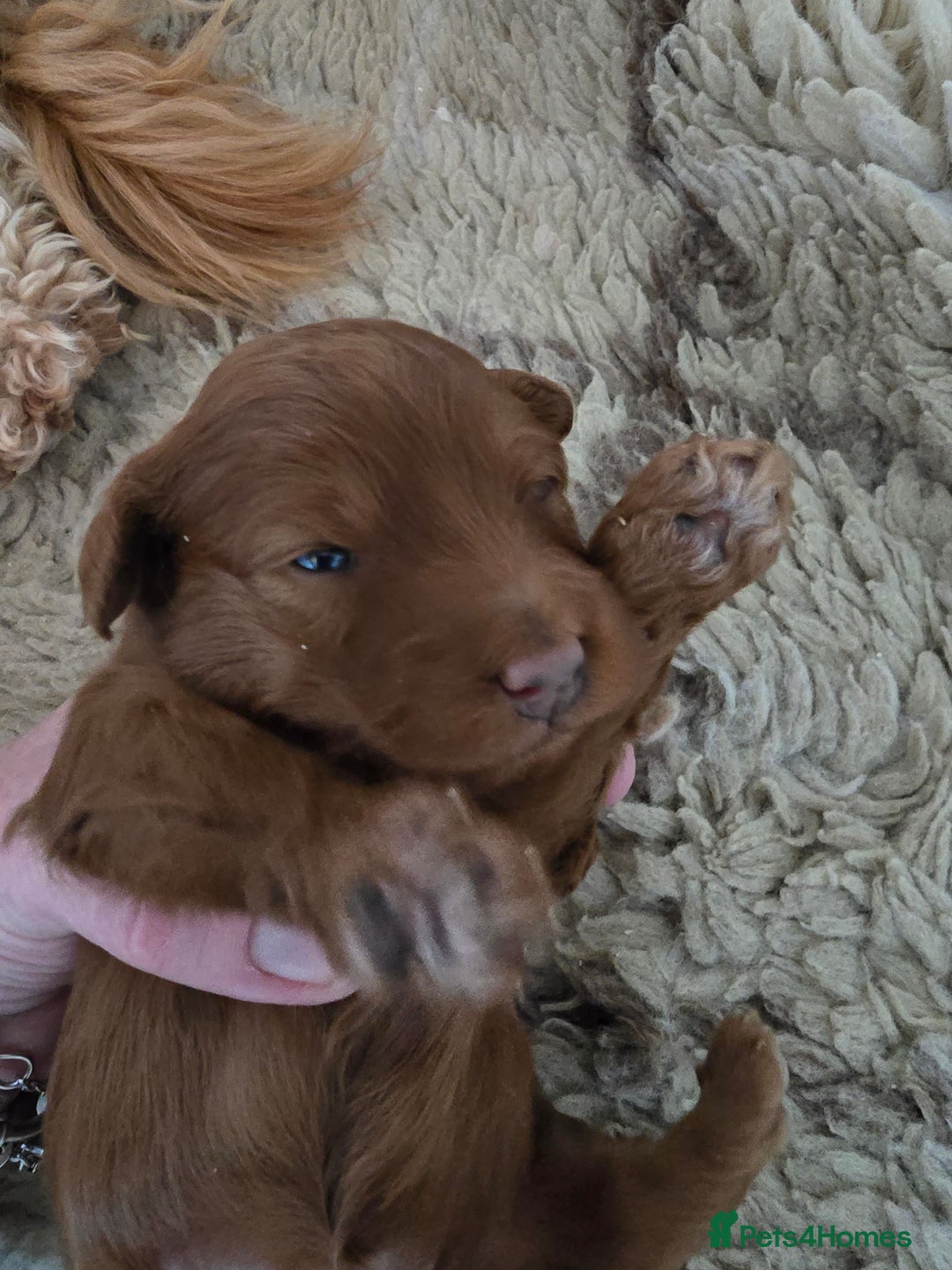 Cockapoo dogs for sale:  Toy cockerpoo health tested licensed Breeder  - Advert 8