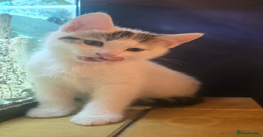 Mixed Breed cats - Advert 11