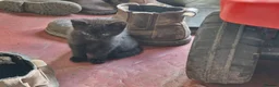 Mixed Breed cats for sale: Farm Kittens - Advert 5