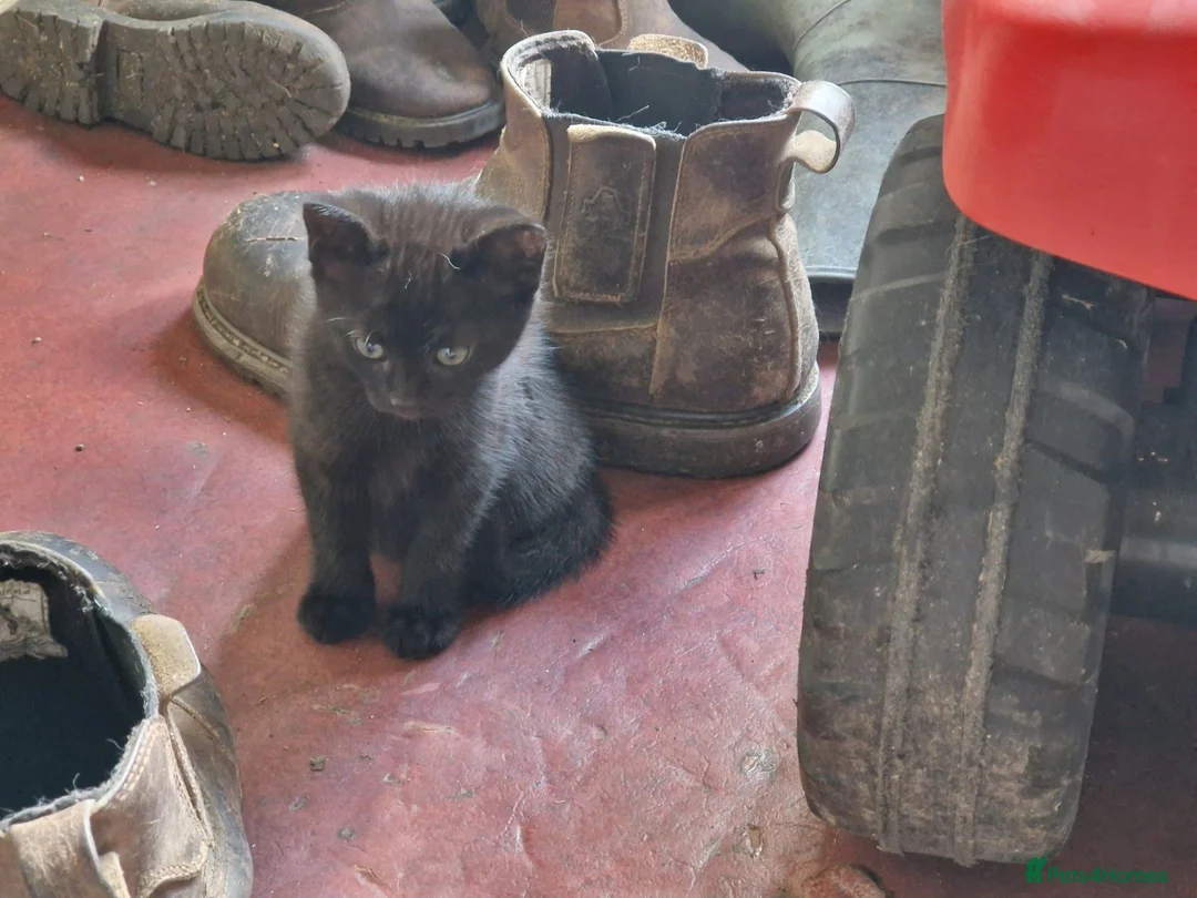 Mixed Breed cats for sale: Farm Kittens - Advert 5