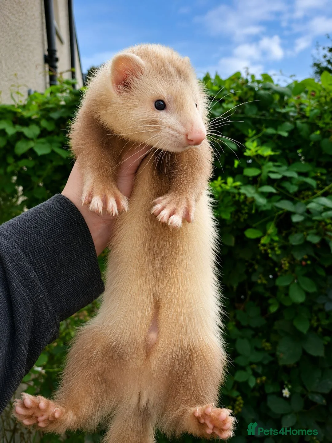 Ferret rodents for sale: Angora hob kits in Solihull - Advert 1