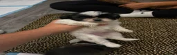 Shih Tzu dogs for sale: Shih tzu puppies for sale in Sheerness - Advert 10