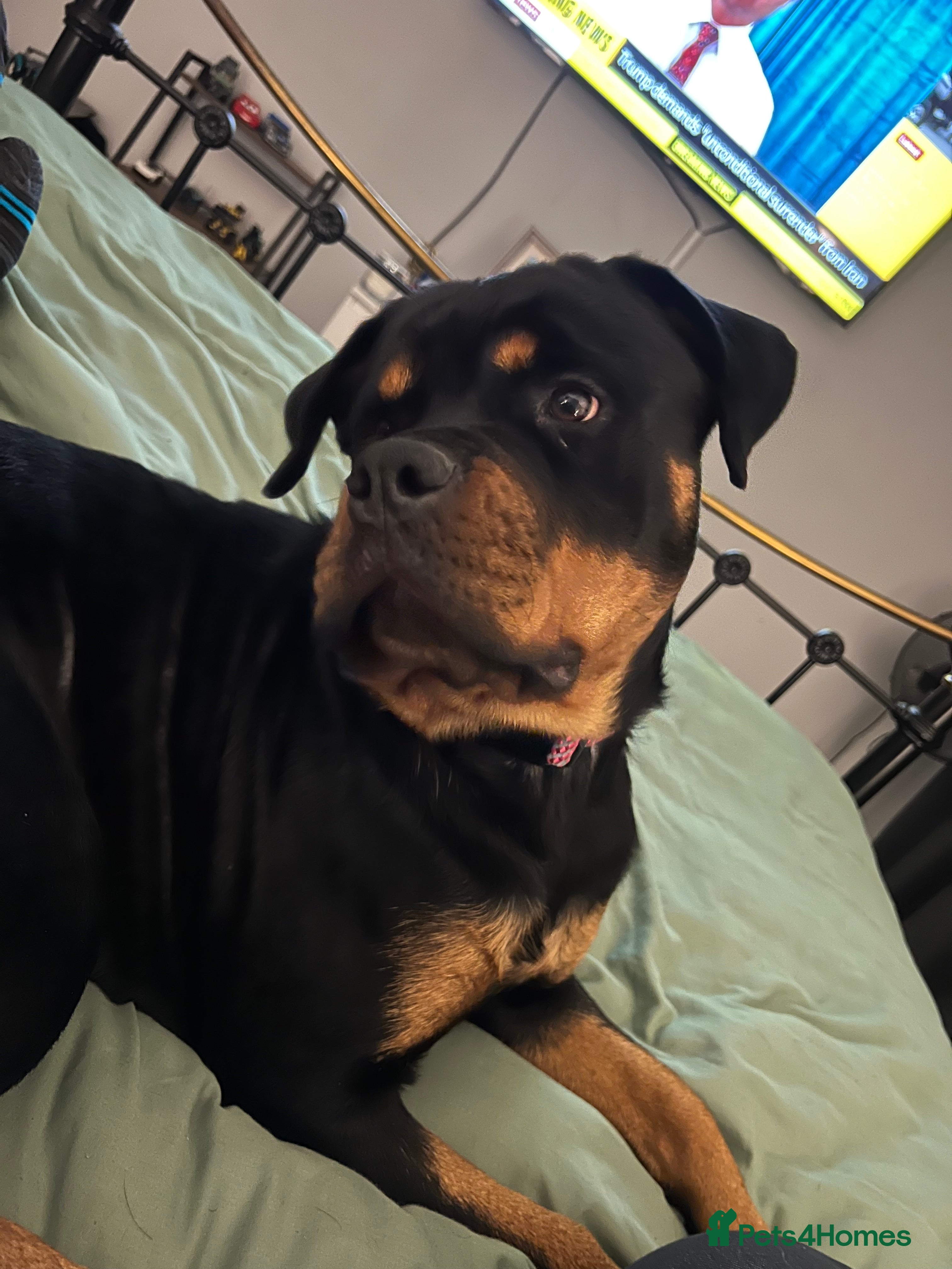 Rottweiler dogs Dollys looking for her forever home  - Advert 17