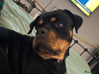 Rottweiler dogs Dollys looking for her forever home - Advert 17