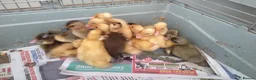 Ducks poultry for sale: Indian runner ducklings for sale - Advert 2
