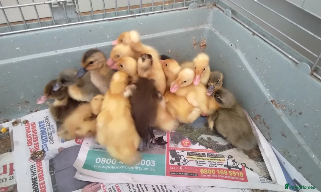 Ducks poultry for sale: Indian runner ducklings for sale - Advert 2