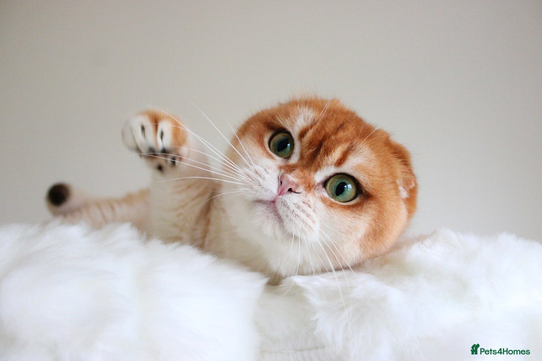 Scottish Fold cats for sale: Beautiful Golden Chinchilla Girl  - Advert 1