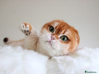 Scottish Fold cats Beautiful Golden Chinchilla Girl - Advert 1