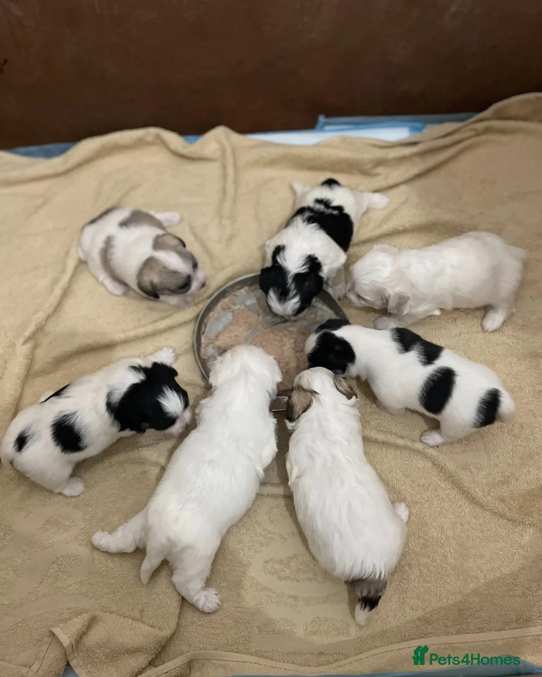 Mixed Breed dogs for sale: Maltese cross puppies  - Advert 4