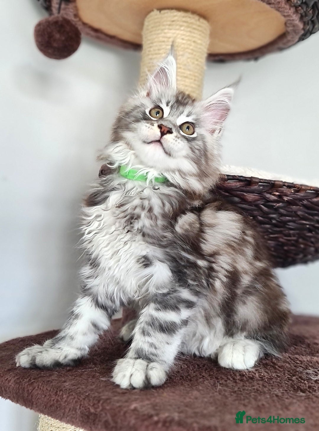 Maine Coon cats for sale: PEDIGREE MAINE COON KITTENS 5 BOYS - Image 10