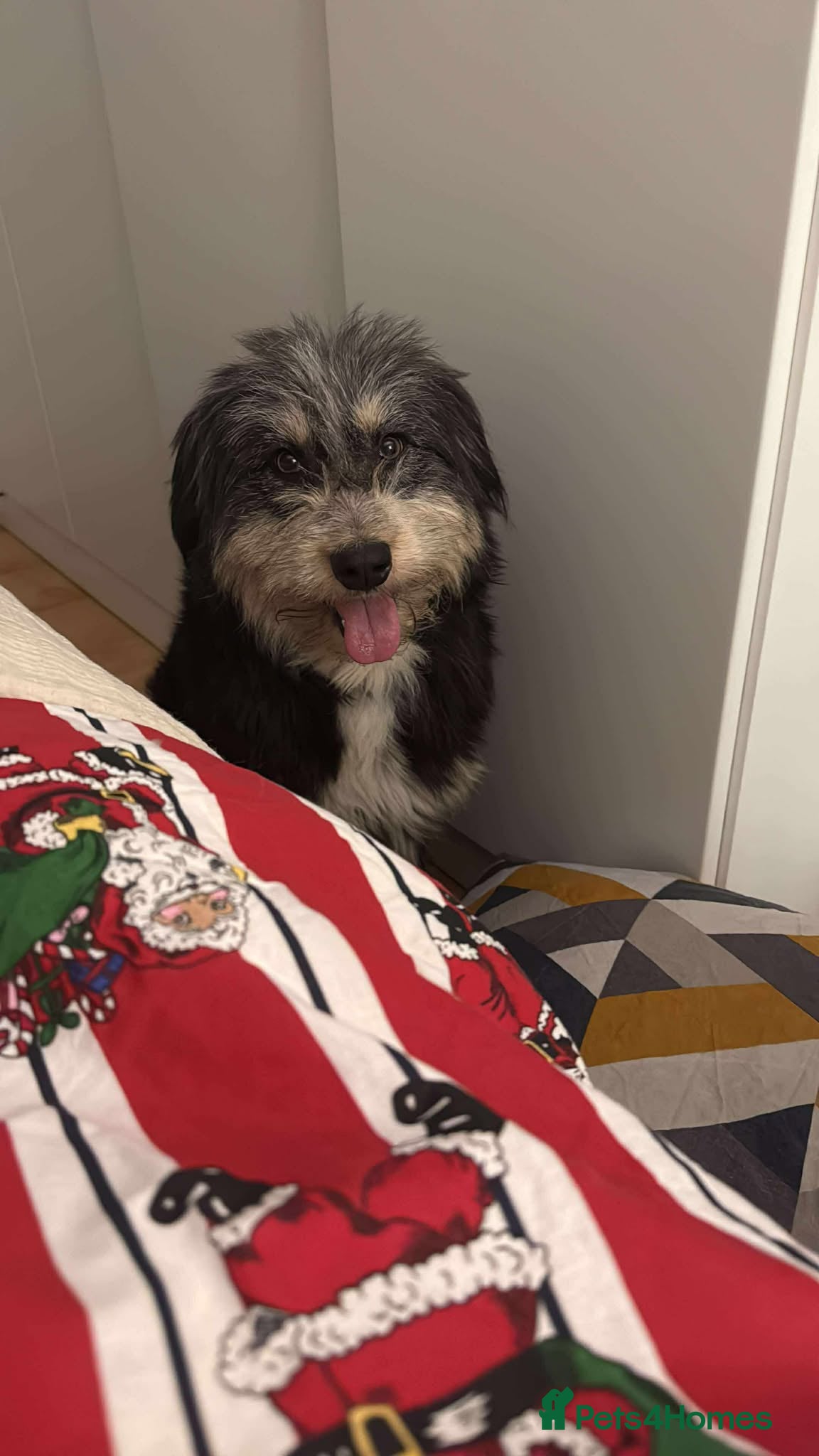 Mixed Breed dogs Naty looking for her forever home!  - Advert 2