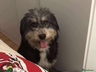 Mixed Breed dogs Naty looking for her forever home! - Advert 2