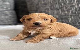 Mixed Breed dogs for sale: 6 beautiful havapoo’s - Image 23