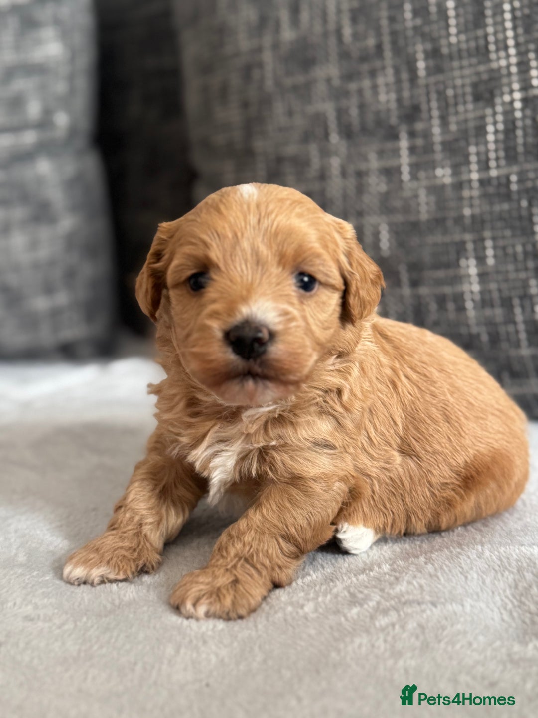 Mixed Breed dogs for sale: 6 beautiful havapoo’s - Image 23