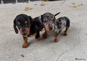 Miniature Dachshund dogs - Advert 3