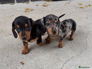 Miniature Dachshund dogs - Advert 6