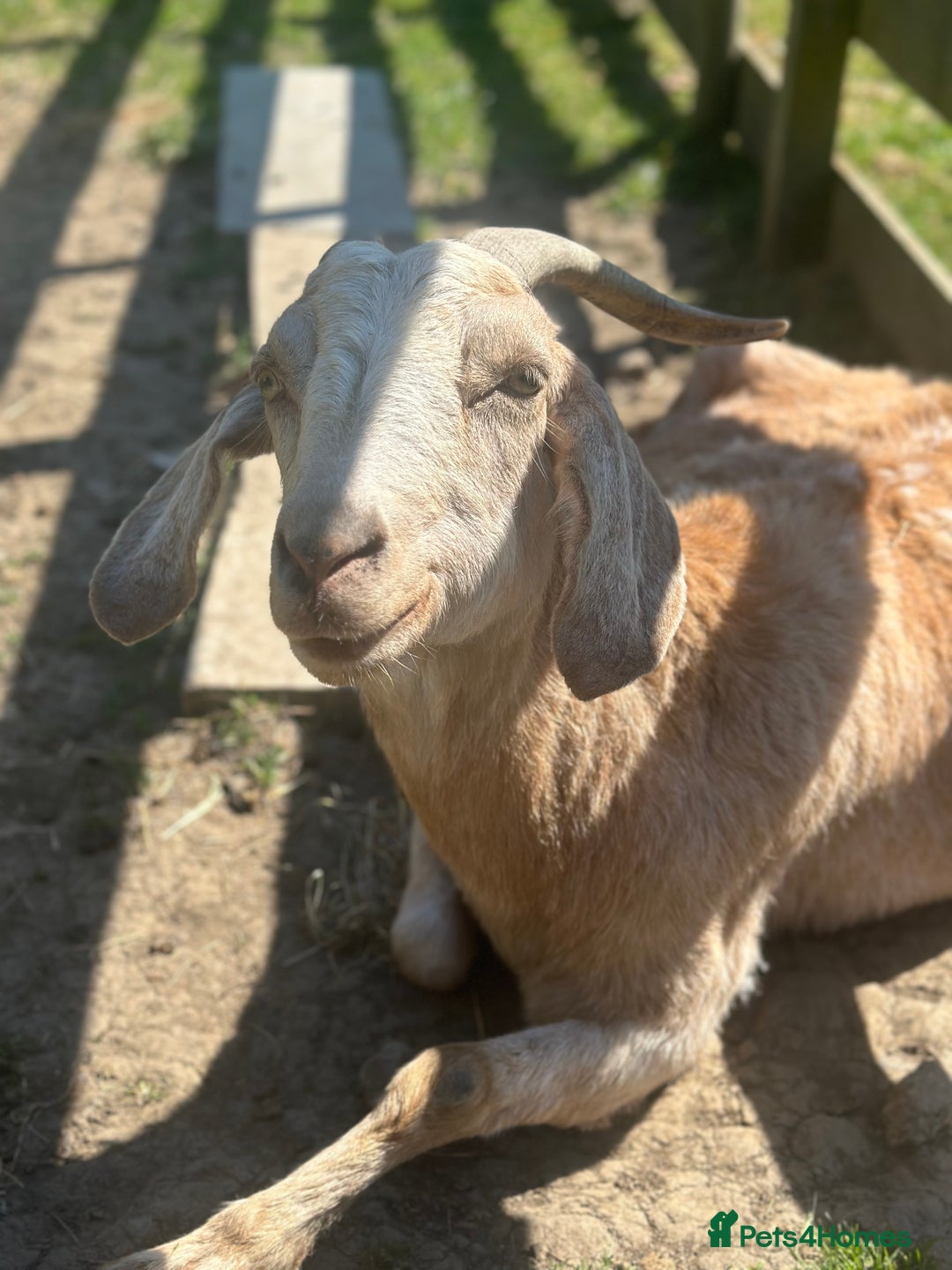 Goats livestock for sale: Boer Kids - Image 8