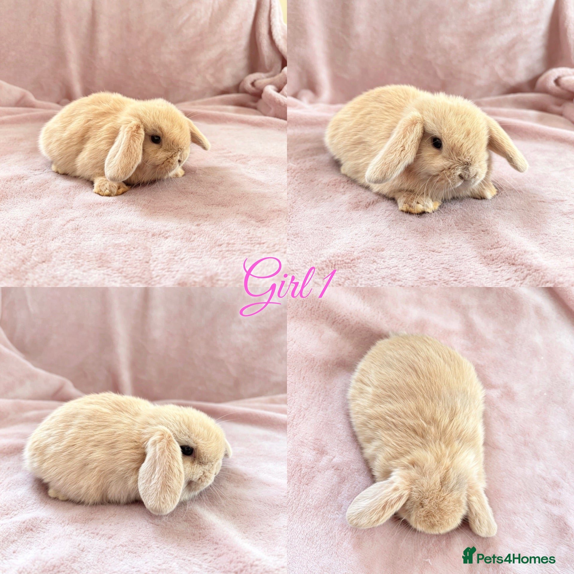 Mini Lop rabbits Baby Mini Lops Ready 01/07 - Advert 1
