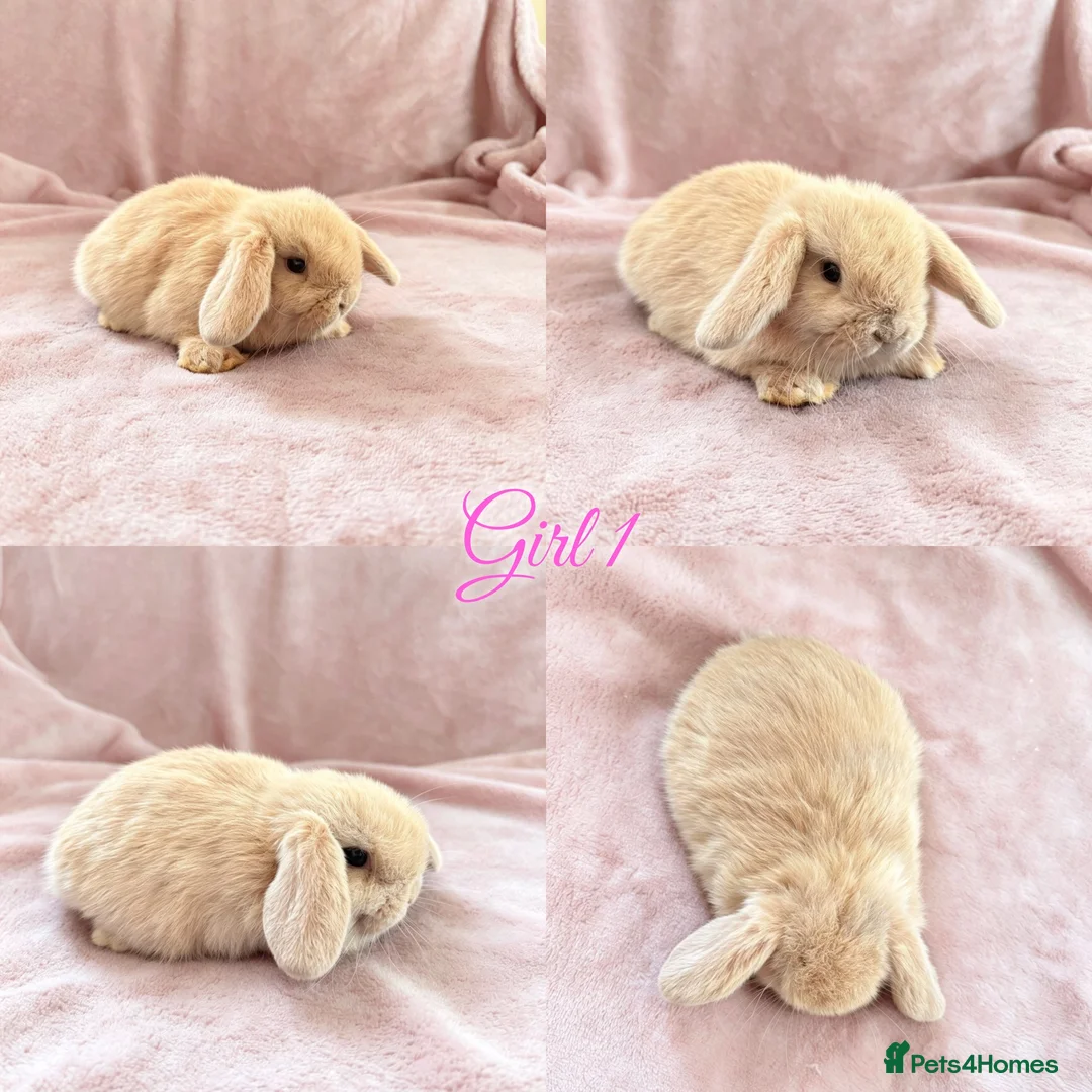 Mini Lop rabbits for sale: Baby Mini Lops Ready 01/07 - Advert 1