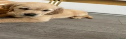 Golden Retriever dogs for sale: READY NOW Beautiful cream Golden Retriever Puppies in Milton Keynes - Advert 10
