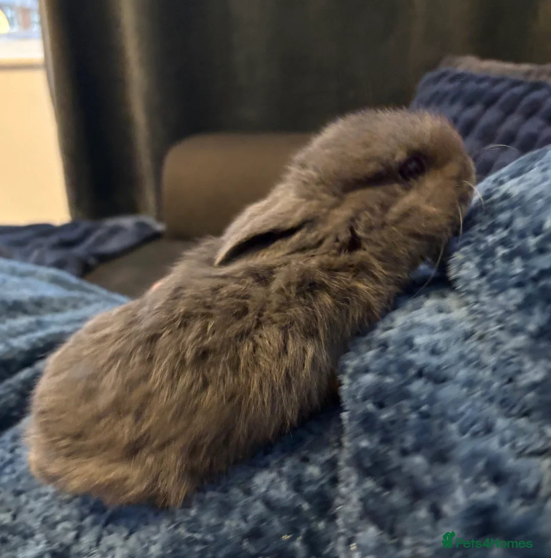 Mini Lop rabbits for sale: Beautiful pure bred mini lop bunnies - Advert 2