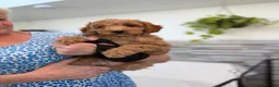 Mini Goldendoodle dogs for sale: Beautiful Miniature Goldendoodles Ready Now - Advert 22