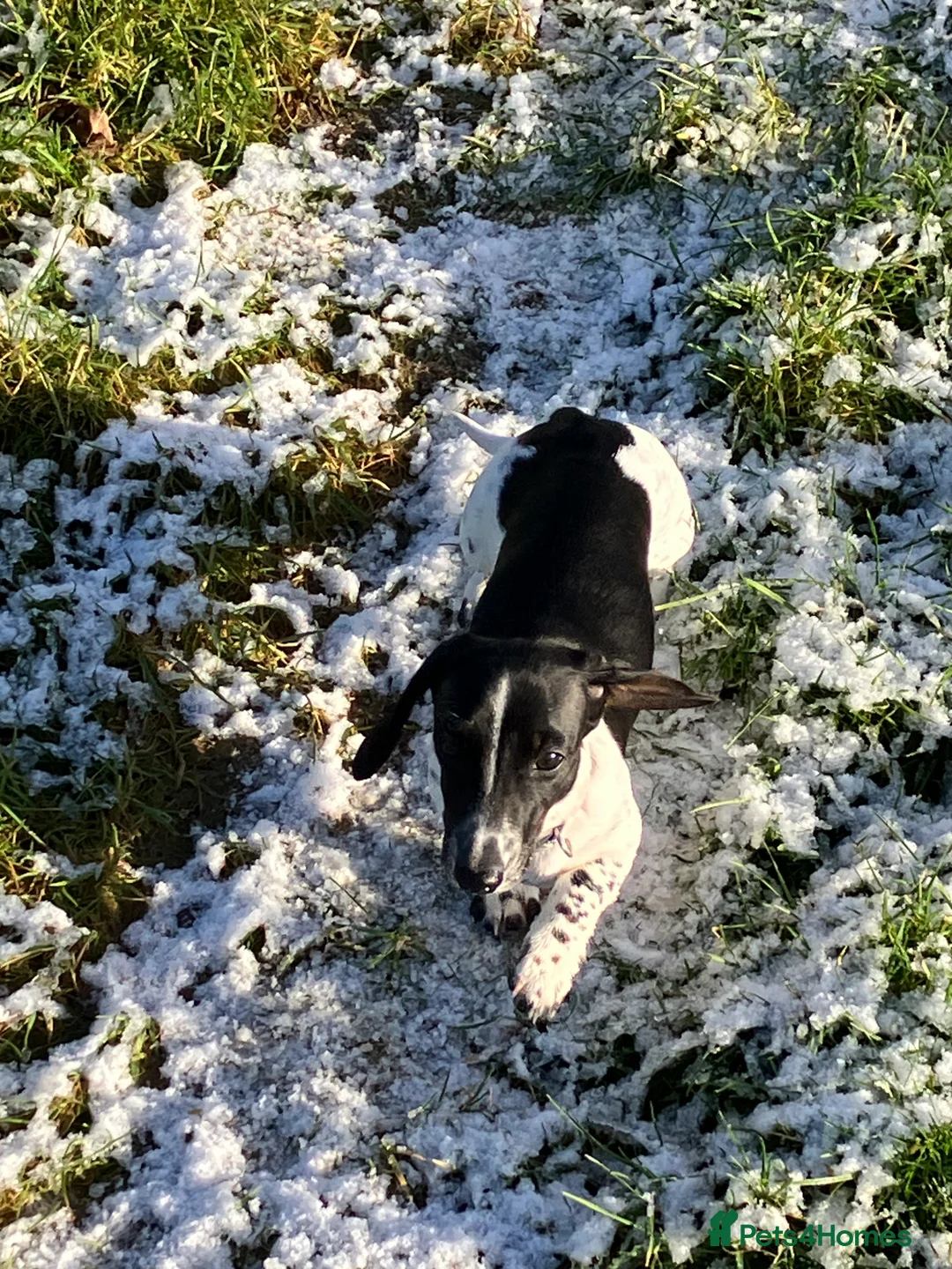 Miniature Dachshund dogs for sale: SOLD KC Reg Mini Dachshund  - Advert 8