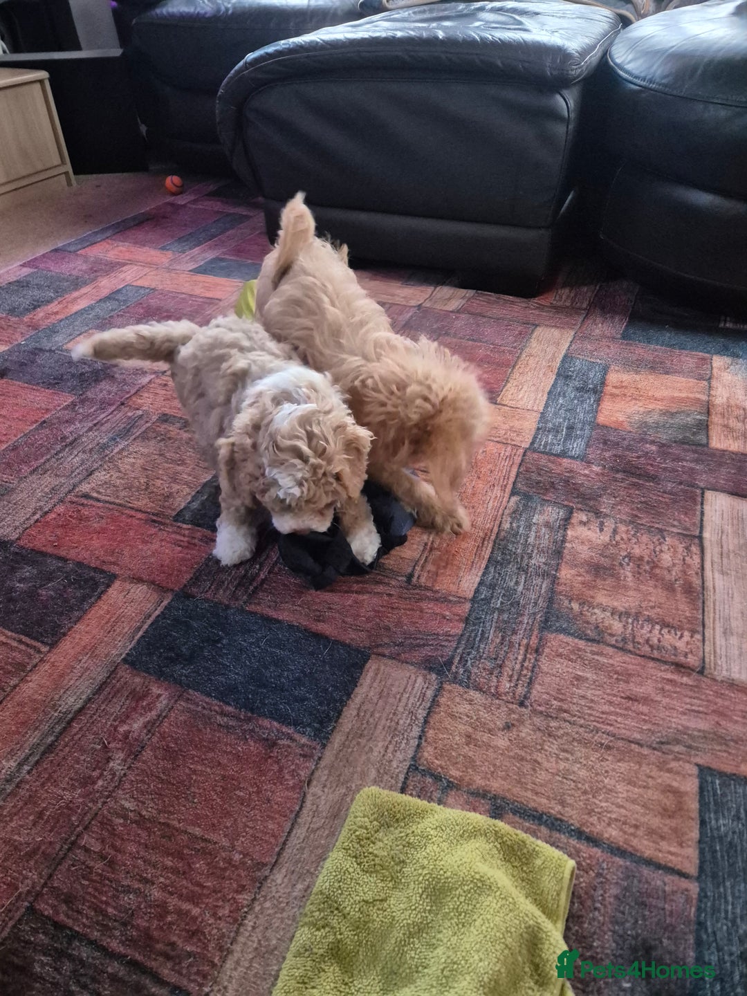 Labradoodle dogs for sale: Stunning F3 miniature labradoodles!  - Advert 12