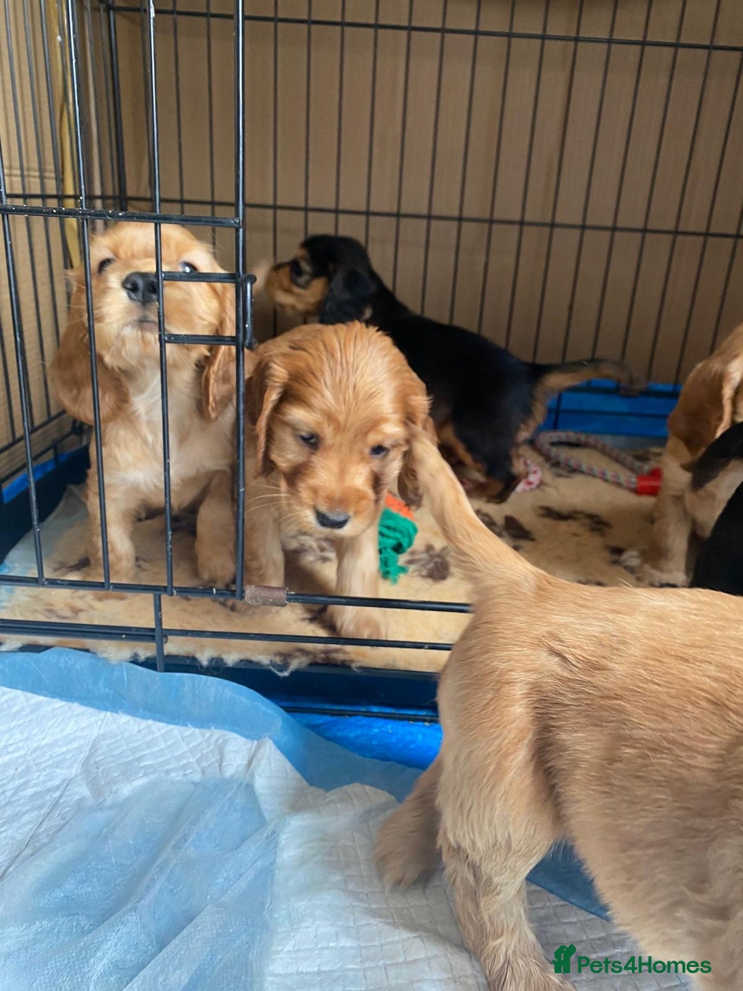 Cocker Spaniel dogs for sale: Pedigree show cockers, sable & golden - Image 10