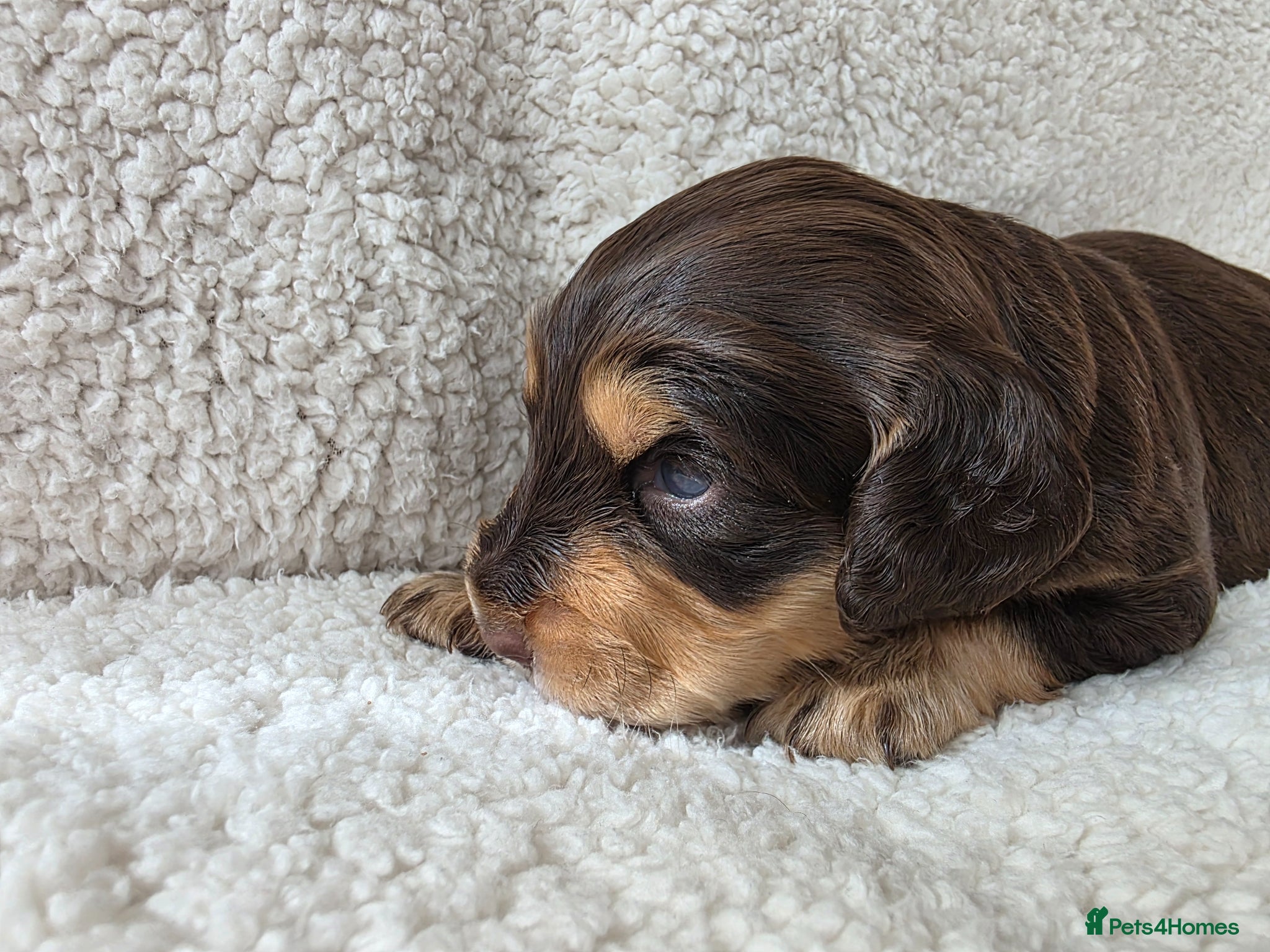 Cocker Spaniel dogs for sale: Black and chocolate tan point cockers  - Advert 25