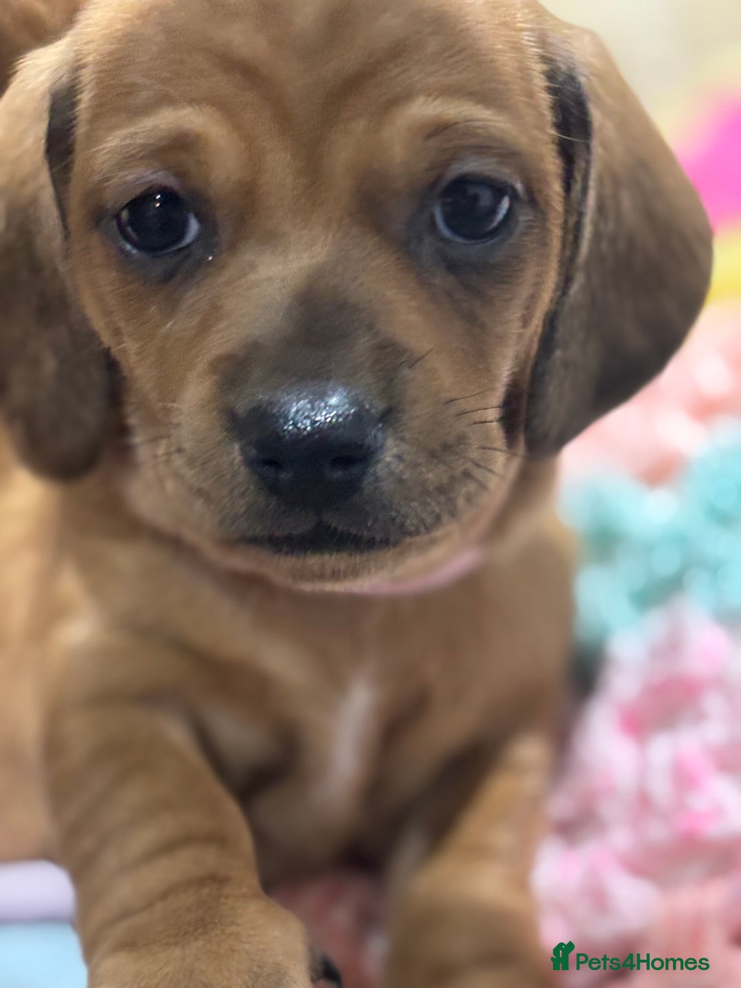 Miniature Dachshund dogs for sale: Miniature dachshund puppies  - Advert 4