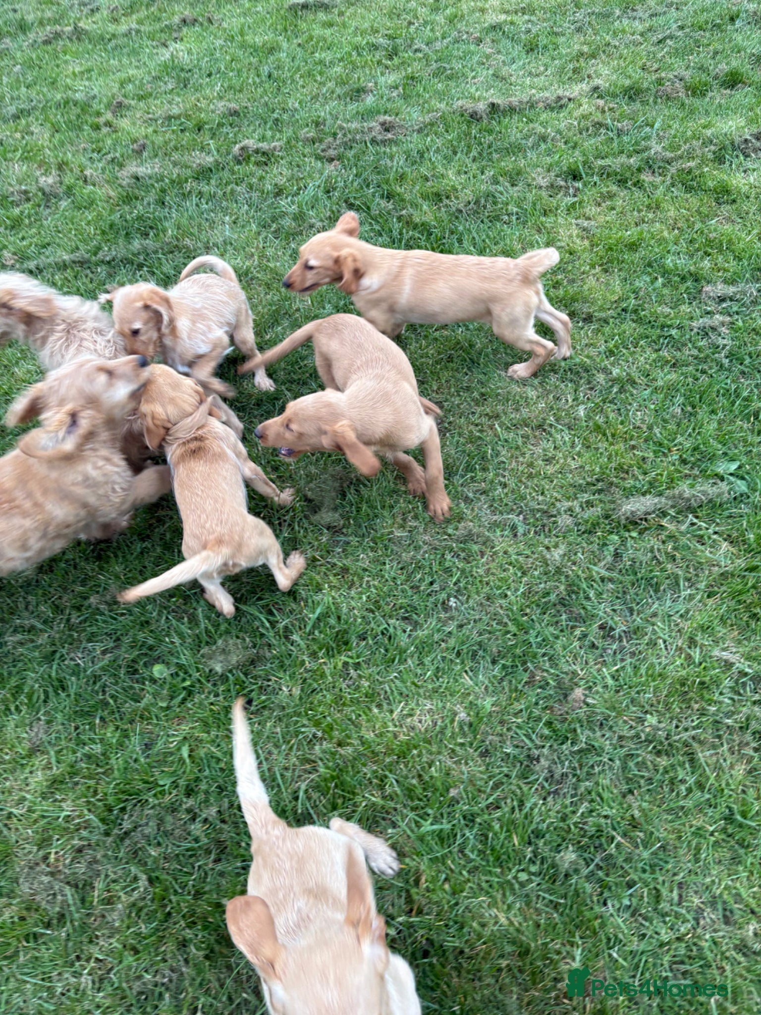 Labradoodle dogs Beautiful Labradoodle Puppies  - Advert 2