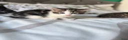 Mixed Breed cats for sale: 4 striped kittens - Advert 5