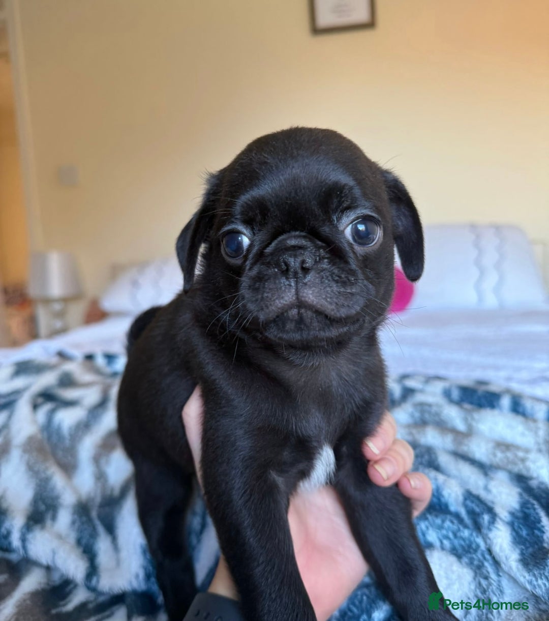 Pug dogs for sale: KC Pug Puppies - Advert 5