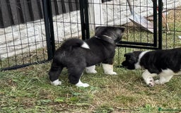 Akita dogs for sale: Quality KC Registered American Akita Puppies - Image 21