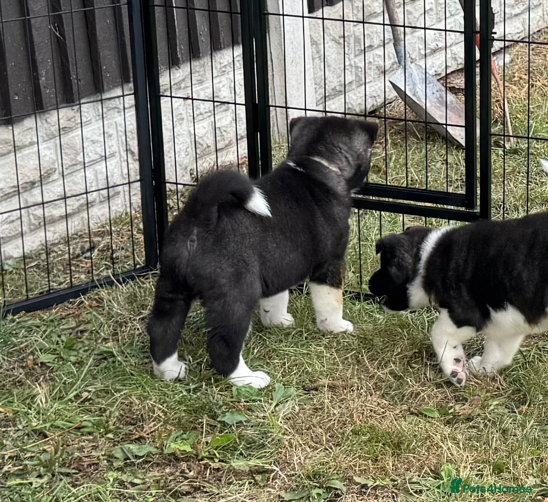 Akita dogs for sale: Quality KC Registered American Akita Puppies - Image 21