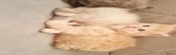 British Longhair cats for sale: Kitten&British long hair and persian - Advert 8