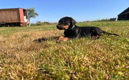 Dobermann dogs for sale: Ready now, Outstanding KC Reg Dobermann puppies - Image 32