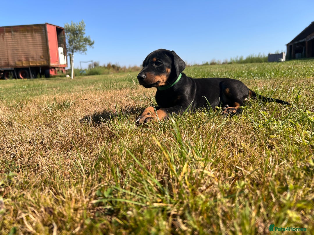 Dobermann dogs for sale: Ready now, Outstanding KC Reg Dobermann puppies - Image 32