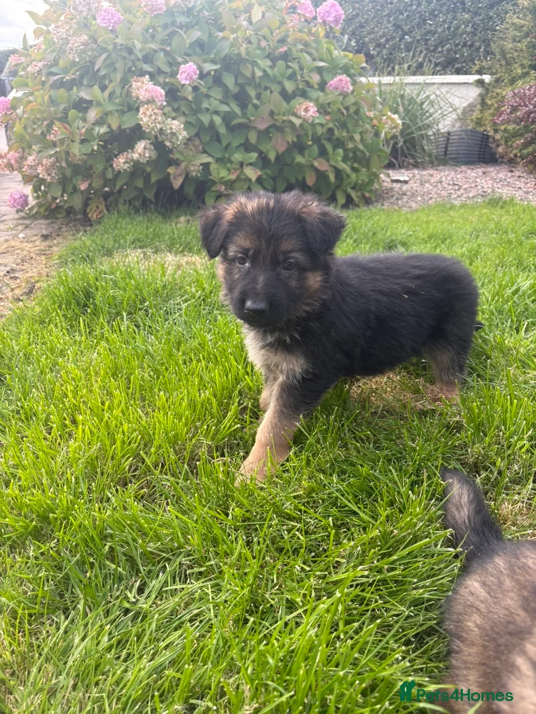 German Shepherd dogs for sale: German shepherd  - Advert 1