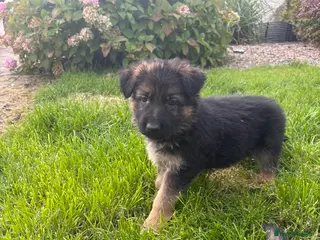 German Shepherd dogs German shepherd - Advert 1