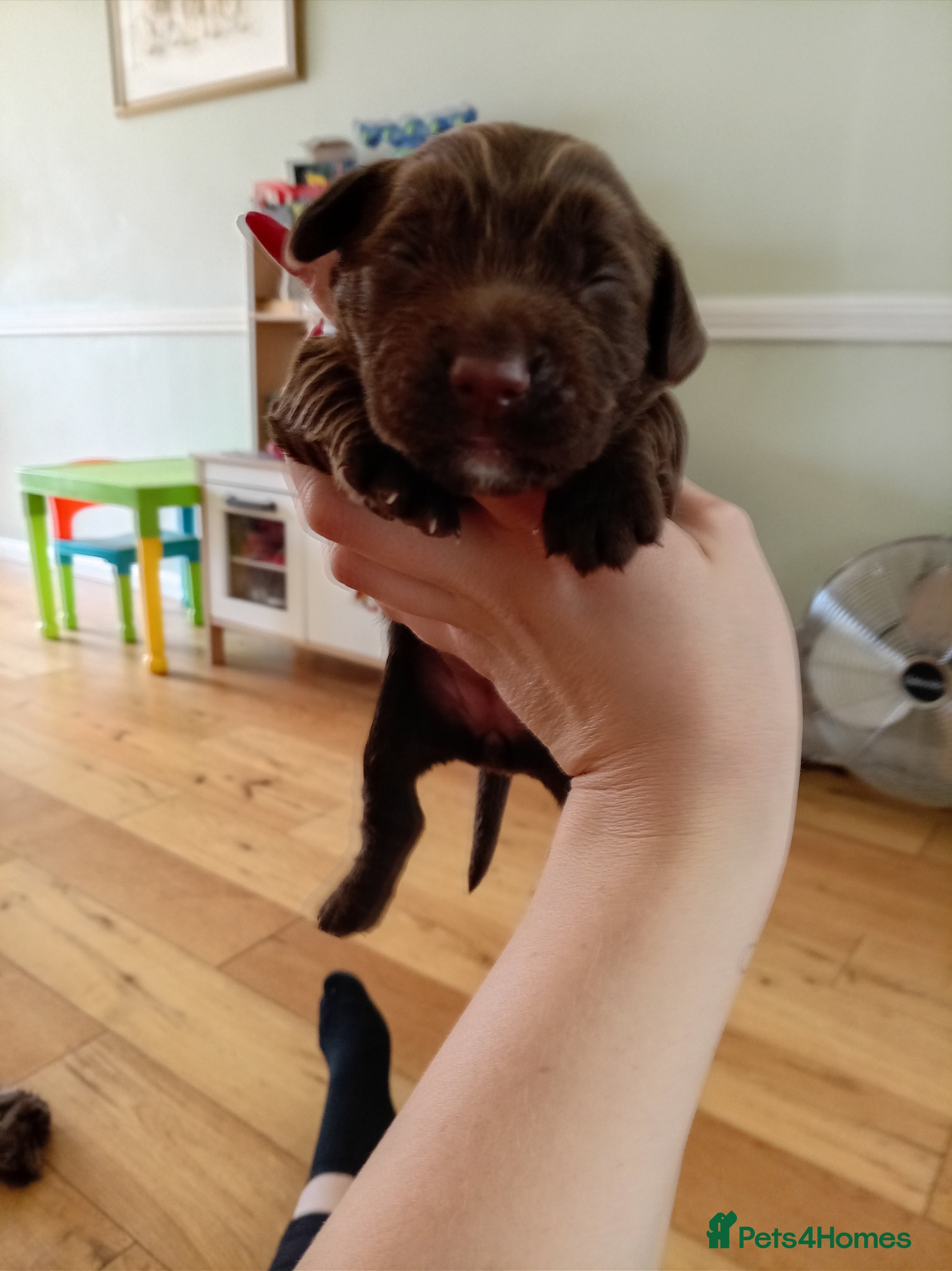 Cocker Spaniel dogs 1 female cocker pup DNA clear to reserve - Advert 2