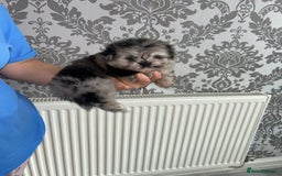 Pomeranian dogs for sale: TINY MARBLE POMERANIAN GIRL  - Image 6