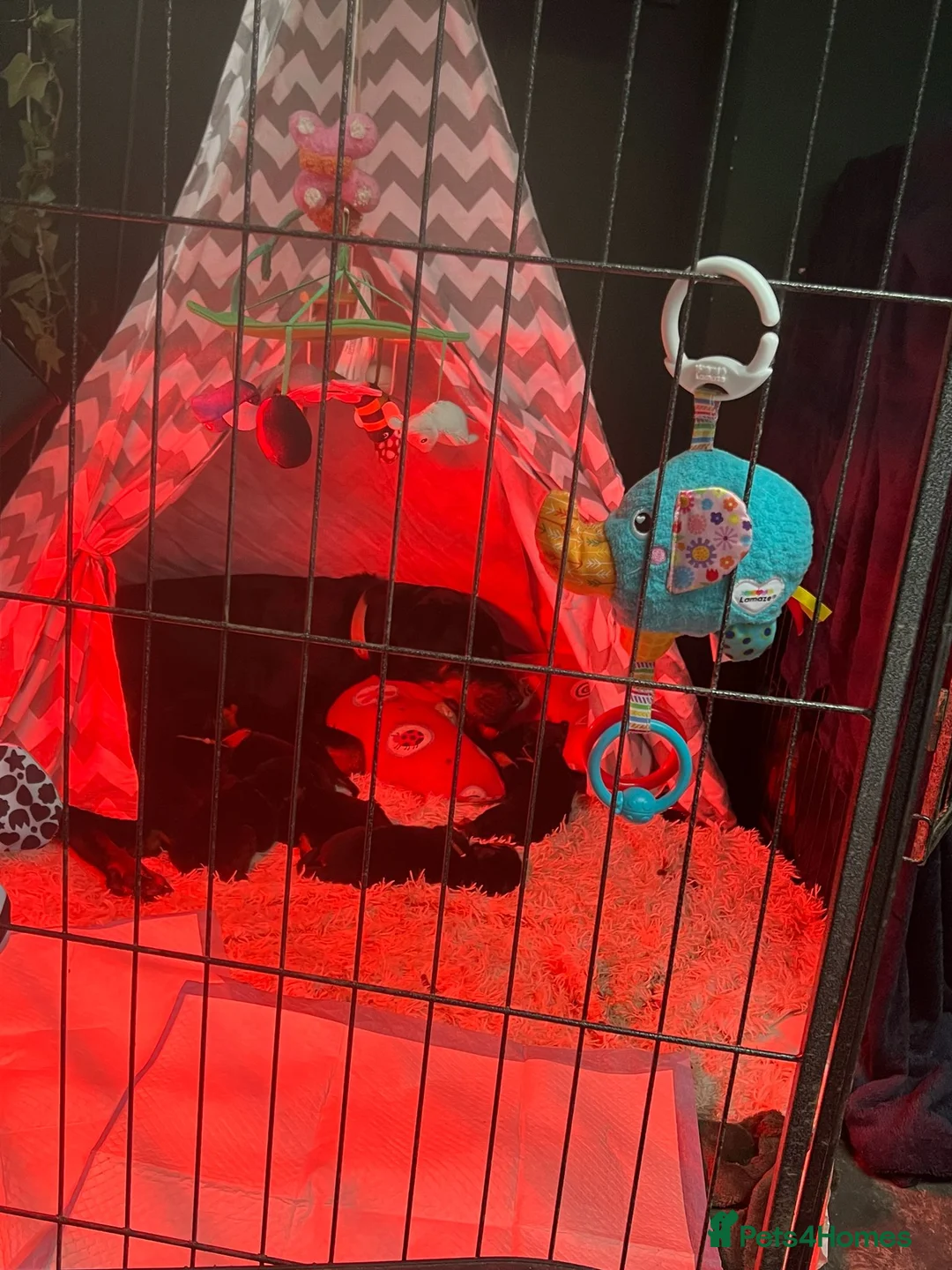 Rottweiler dogs for sale: Beautiful Rottweiler pups - Advert 3