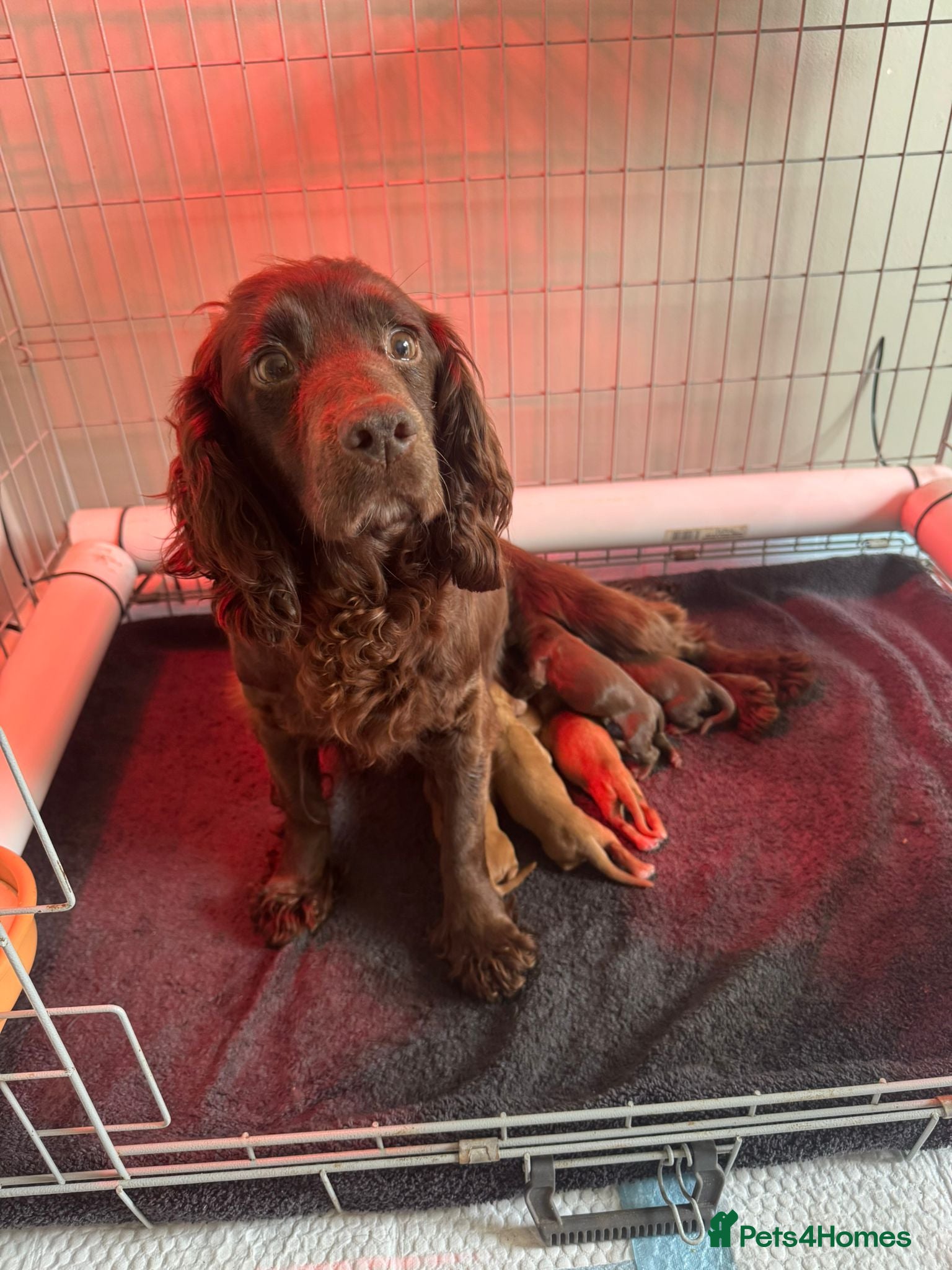 Cocker Spaniel dogs STUNNING PEDIGREE WORKING COCKER SPANIEL PUPPY, - Advert 1