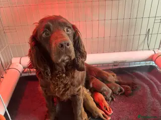 Cocker Spaniel dogs STUNNING PEDIGREE WORKING COCKER SPANIEL PUPPY, - Advert 11