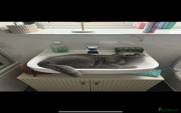 British Shorthair cats for sale: British Shorthair for sale - Image 3