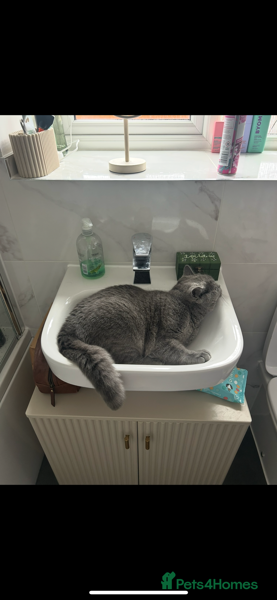 British Shorthair cats for sale: British Shorthair for sale - Image 3