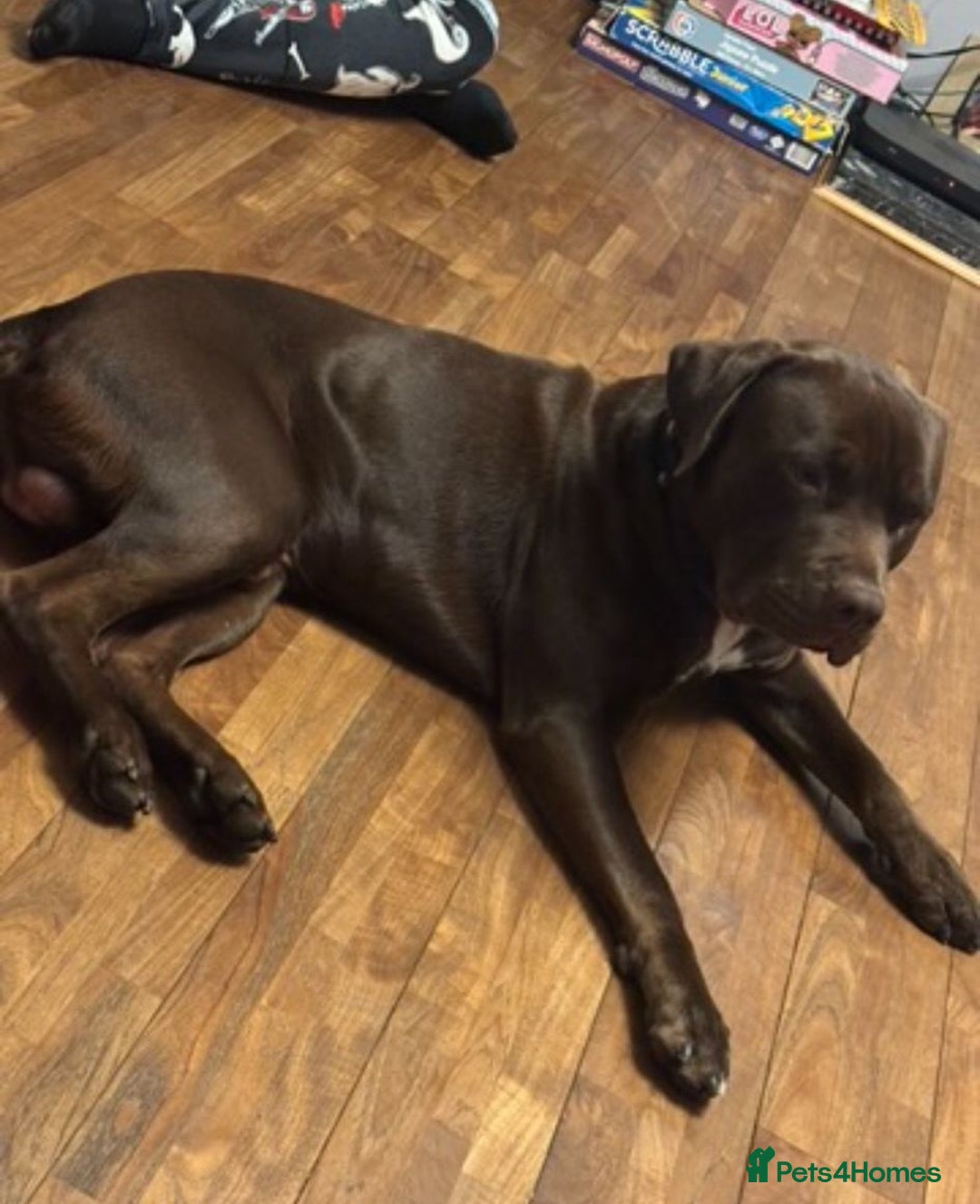 Mixed Breed dogs for adoption: Meet Buddy 🐾Big heart. Big paws. Big personality. - Advert 5