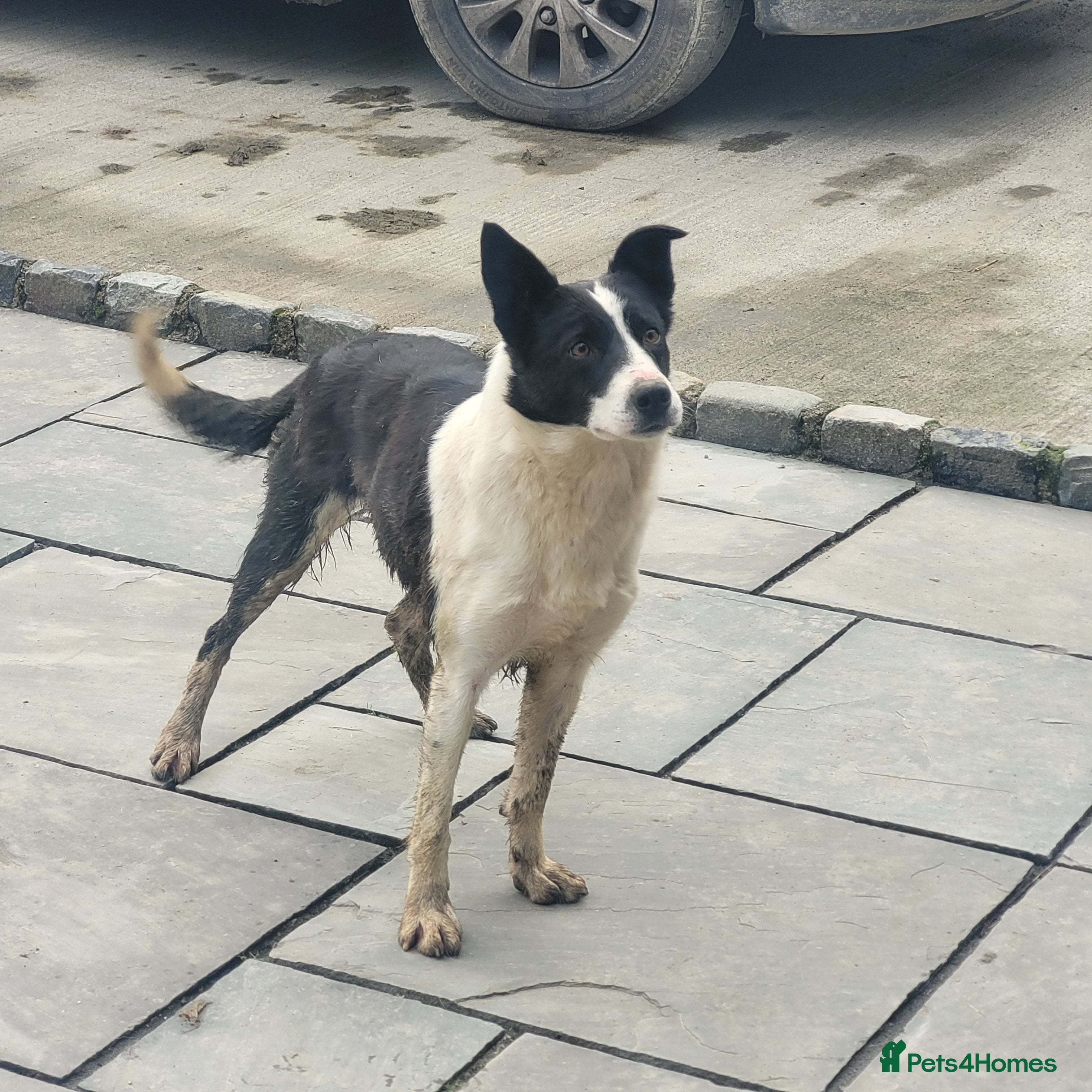 Border Collie dogs Loving Home Wanted for Jac  - Advert 2